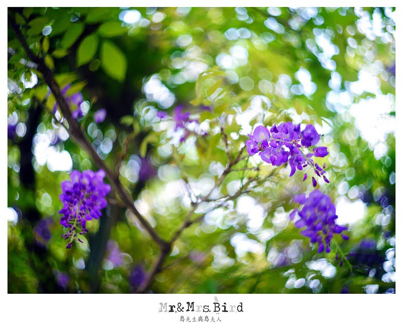 2017 04 19 164532 【都市賞花】台中新社.夢幻紫藤花地毯