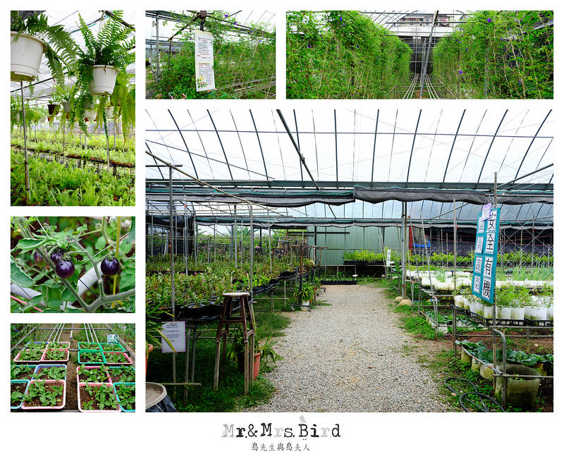 2017 04 19 164552 【都市賞花】台中新社.夢幻紫藤花地毯