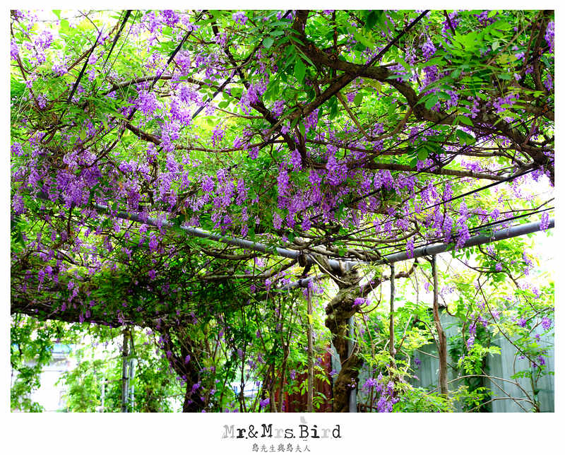 2017 04 19 164555 【都市賞花】台中新社.夢幻紫藤花地毯