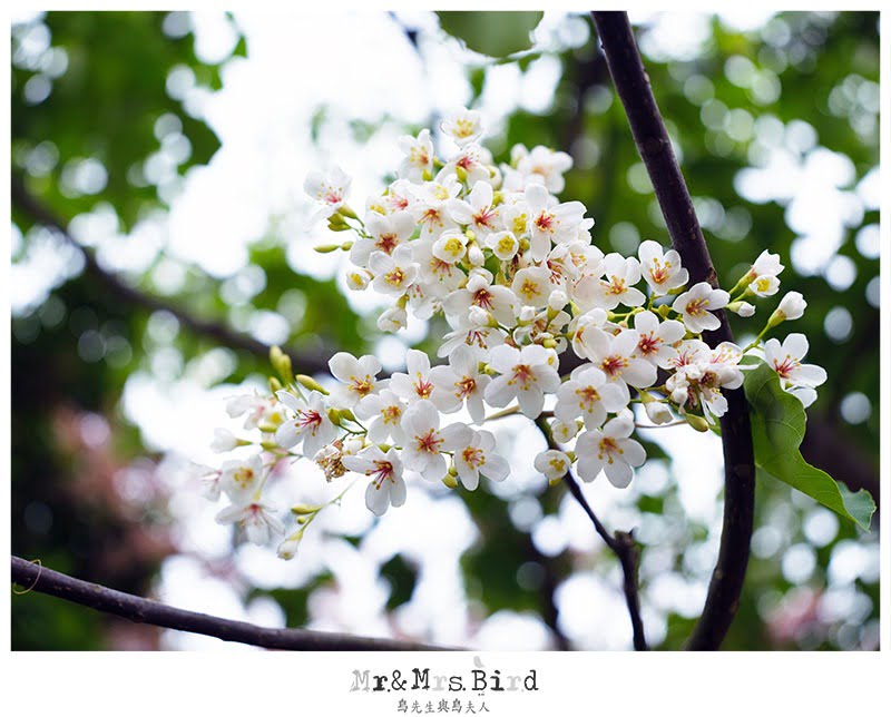 2017 05 11 115104 苗栗三義輕旅行。2017油桐花五月雪盛開-勝興車站 & 龍騰斷橋