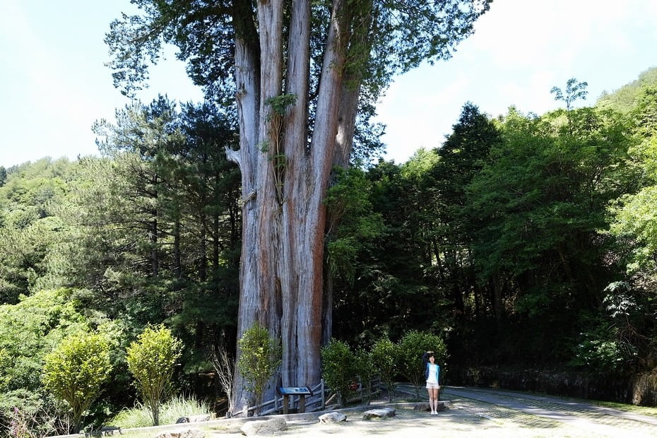 19466272231 44d6df4f14 b 台中大雪山．步道散步吸收芬多精 & 雪山神木 & 天池【鳥先生】
