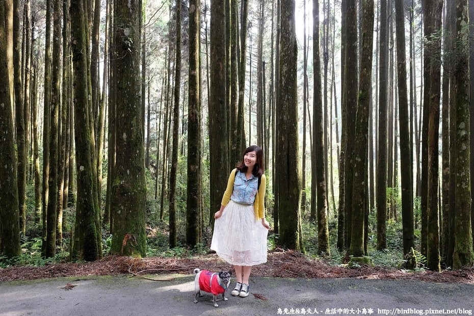 20786411213 1e49b0d72d b 南投杉林溪二日遊．杉林溪紅樓、玻璃花坊、森林步道及繡球花季【鳥先生】