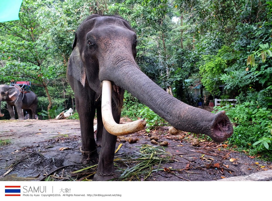 2016 05 12 100040 Samui❤泰國蘇美島度假去。Day3市區觀光-南濛瀑布看大象 & 大金佛