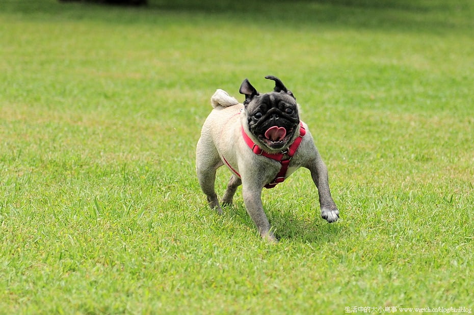 2016 07 22 154312 苗栗。100號牧場。狗狗新天地【鳥夫人】