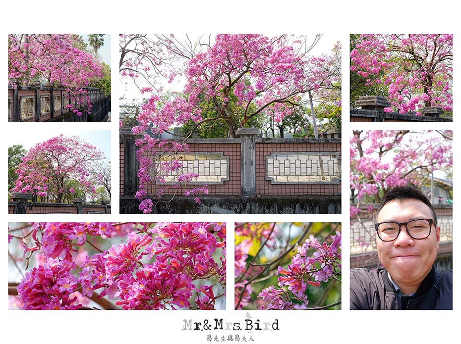 2017 03 03 222500 【都市賞花】嘉義．高鐵大道洋紅風鈴木