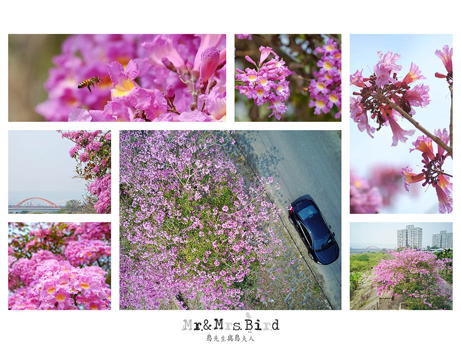 2017 03 05 120432 【都市賞花】南投．貓羅溪自行車道洋紅風鈴木