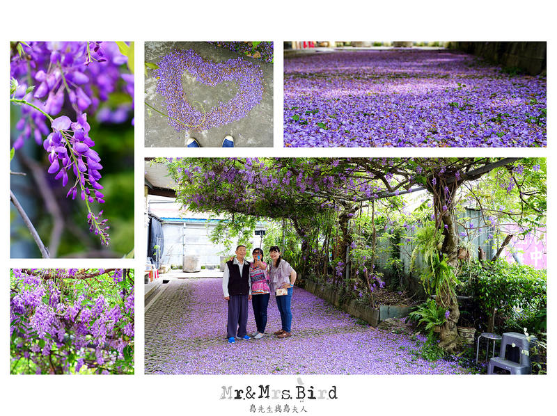 2017 04 19 164429 【都市賞花】台中新社．夢幻紫藤花地毯