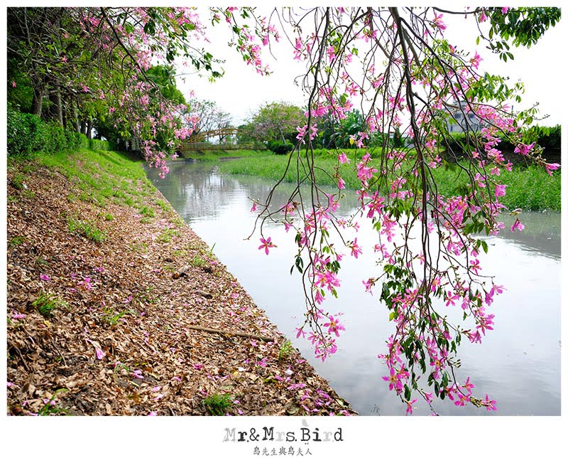 2017 10 19 092842 【都市賞花】彰化北斗河濱公園.慢步河畔美人樹下.入秋的浪漫|北斗肉圓生|進發香蔥蜜麻花