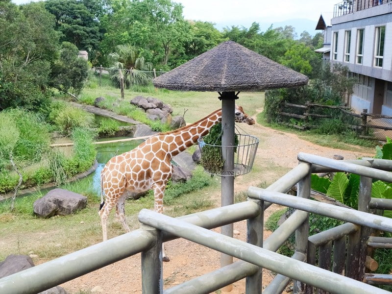2020 09 09 112957 親子環島旅行Day1。跟動物一起住一晚-新竹關西六福莊生態度假旅館 & 六福村(文中有限時訂房優惠)