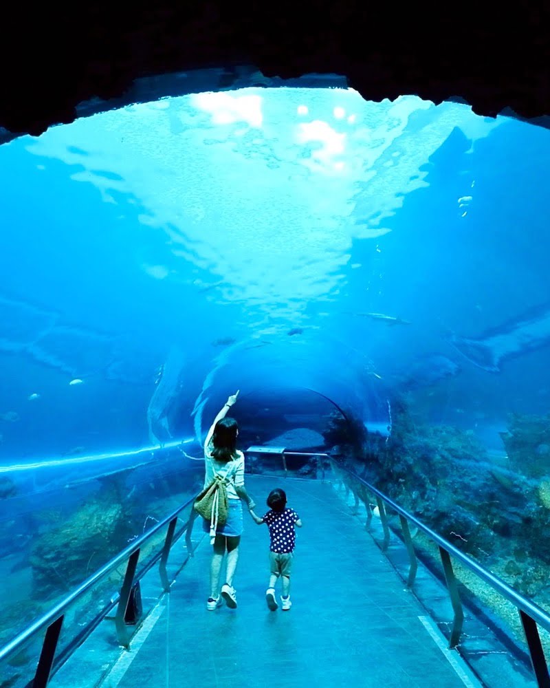 2022 07 20 120547 夜宿屏東海生館。和小白鯨一起睡一晚 feat 迷你解說員-輪輪超喜歡❤️