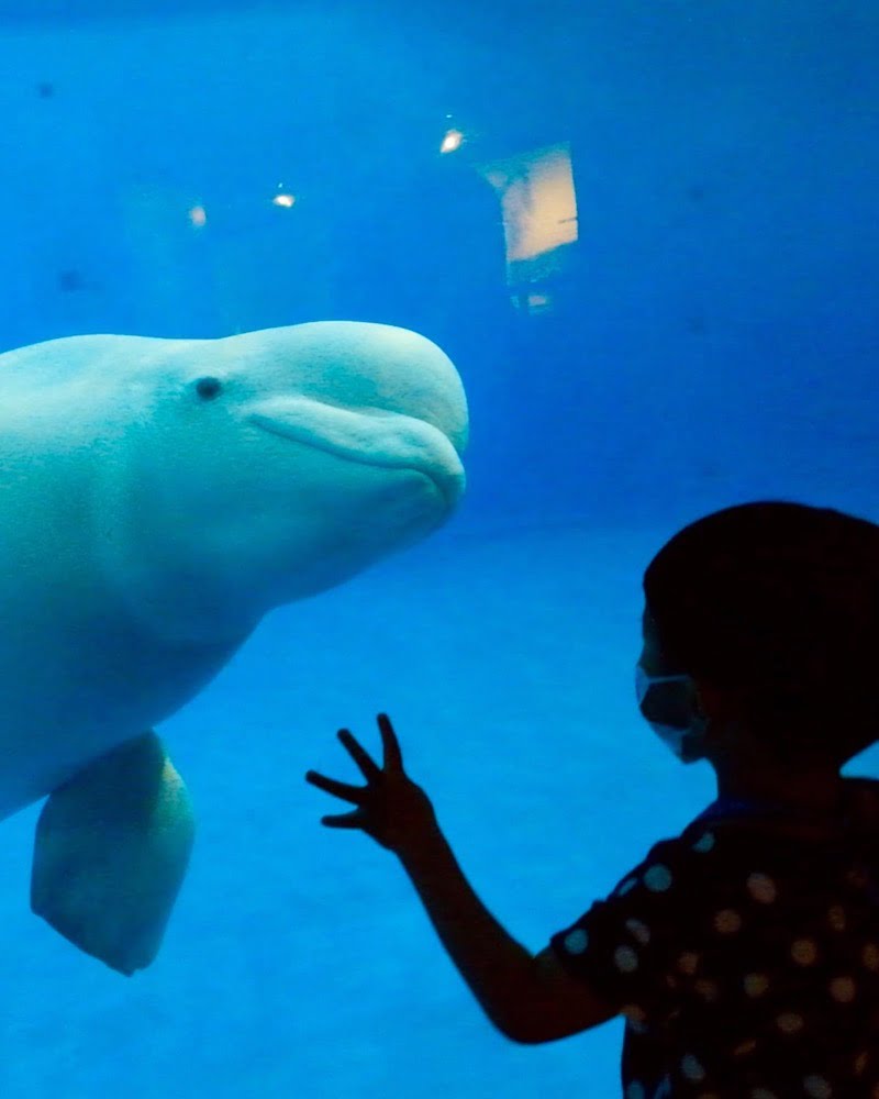 2022 07 20 120552 夜宿屏東海生館。和小白鯨一起睡一晚 feat 迷你解說員-輪輪超喜歡❤️