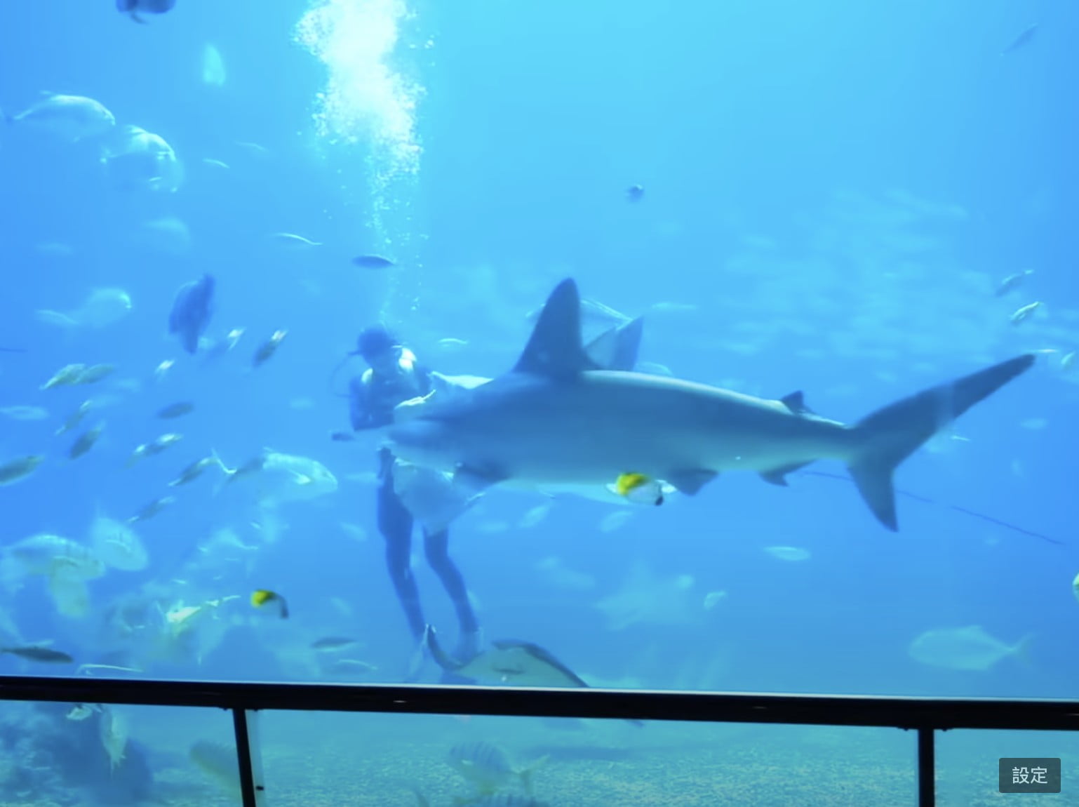 2022 07 20 124641 夜宿屏東海生館。和小白鯨一起睡一晚 feat 迷你解說員-輪輪超喜歡❤️