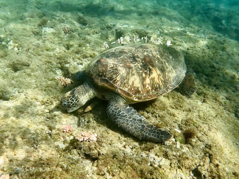 2022 08 10 151131 親子旅行行程。小琉球SUP&浮潛-看海龜之旅(住宿:漁村觀海&杉灣小徑)