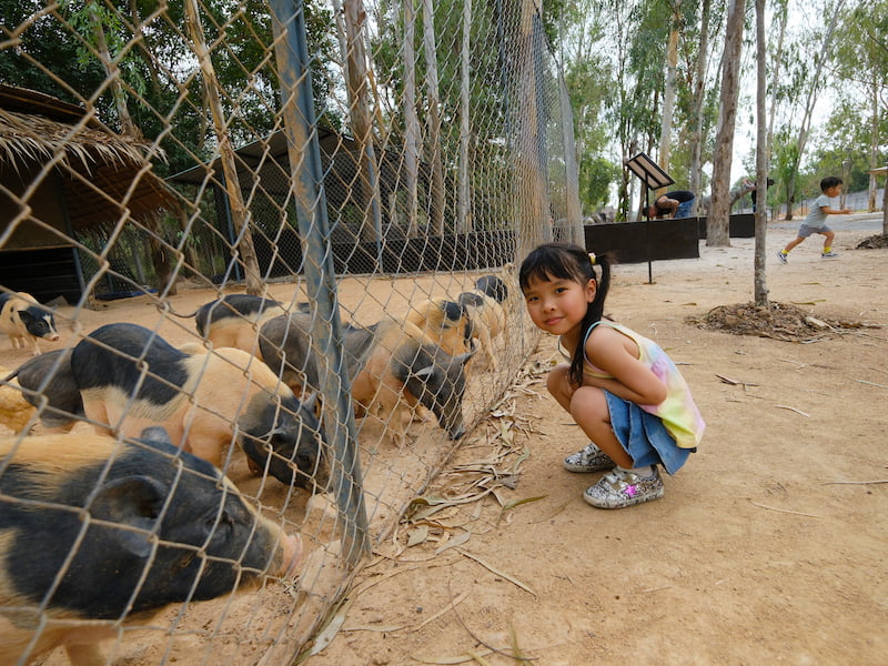 2024 03 13 141146 泰國親子旅遊行程&花費多少。曼谷+Pattaya度假+北碧府動物園 包車好好玩