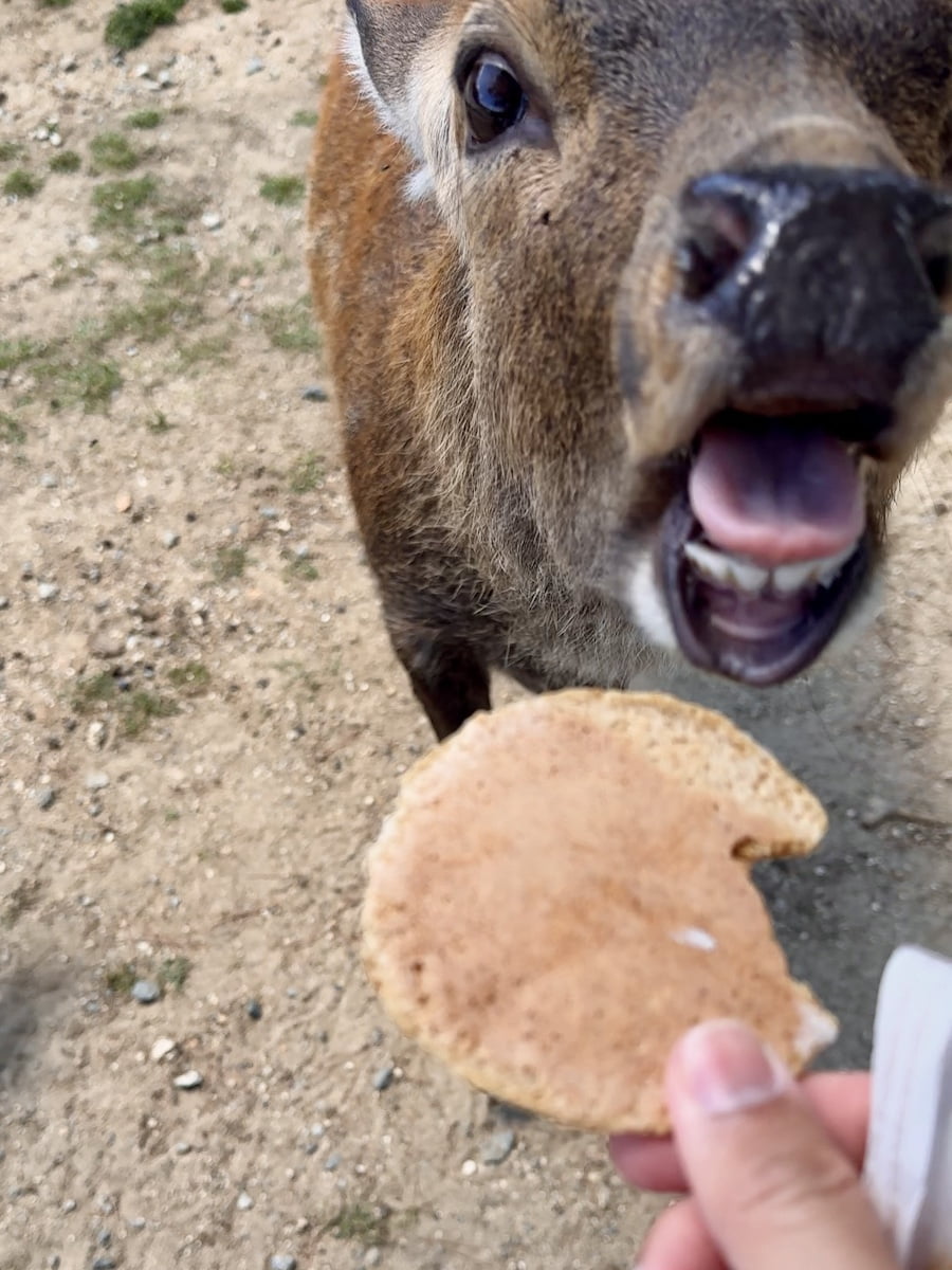 2024 09 04 162515 日本關西親子旅遊。三重 賢島 奈良 超好玩秘境大公開-志摩西班牙村&觀光列車AONIYOSHI &奈良半日遊(下)
