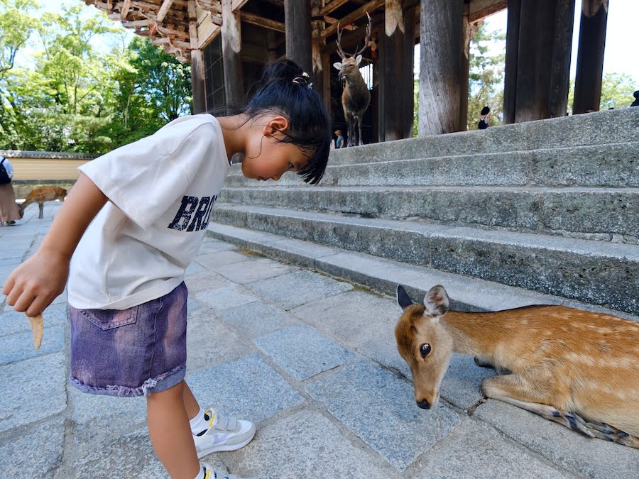 2024 09 04 162517 1 日本關西親子旅遊。三重 賢島 奈良 超好玩秘境大公開-志摩西班牙村&觀光列車AONIYOSHI &奈良半日遊(下)