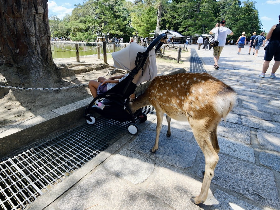2024 09 04 162518 1 日本關西親子旅遊。三重 賢島 奈良 超好玩秘境大公開-志摩西班牙村&觀光列車AONIYOSHI &奈良半日遊(下)