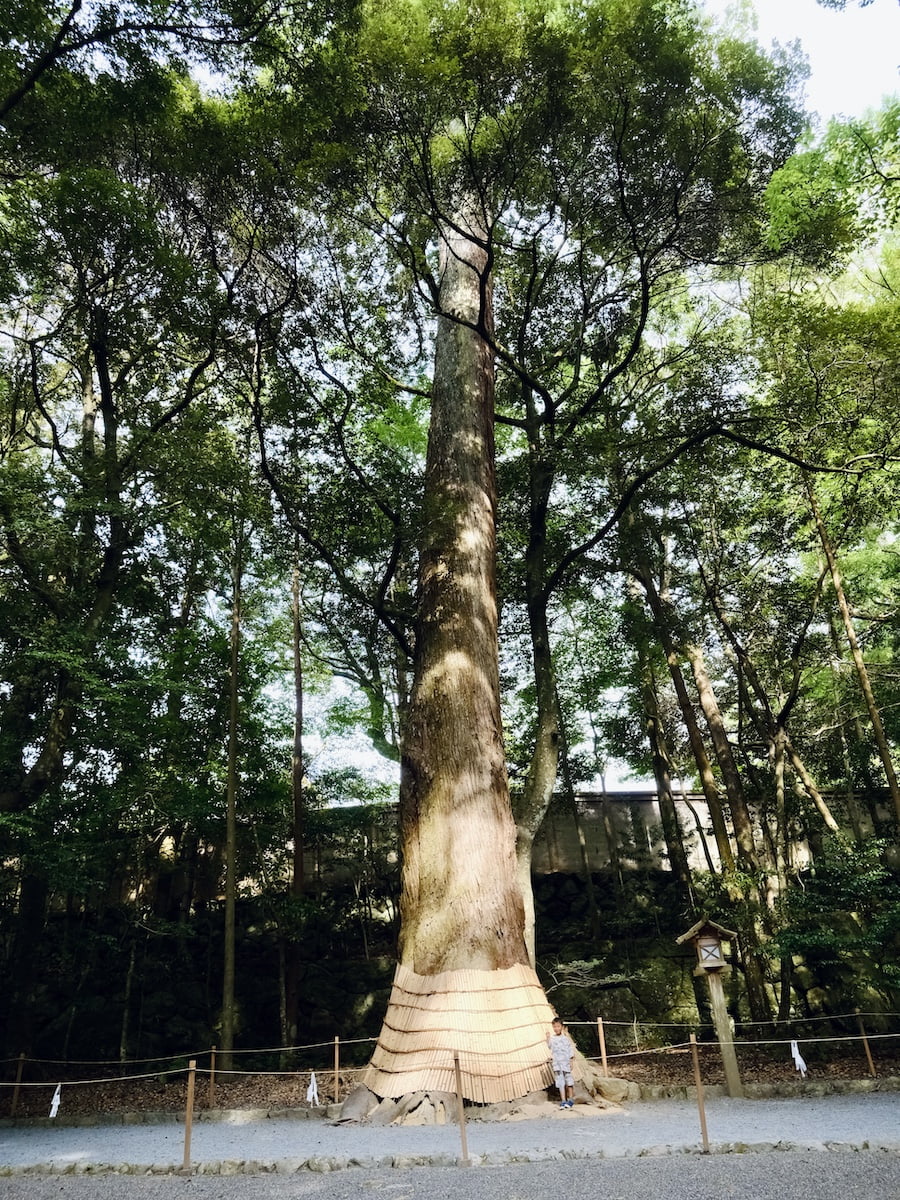 2024 09 04 162544 日本關西親子旅遊。三重 賢島 奈良 超好玩秘境大公開-變身忍者&森林冒險&伊勢神宮(上)